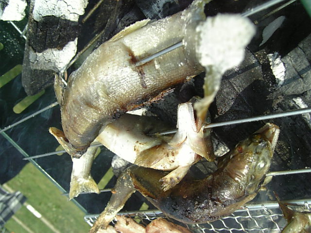 鮎塩焼き