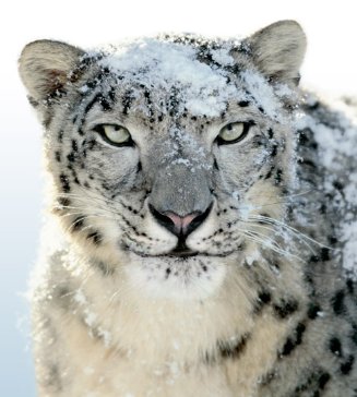 Snow Leopard