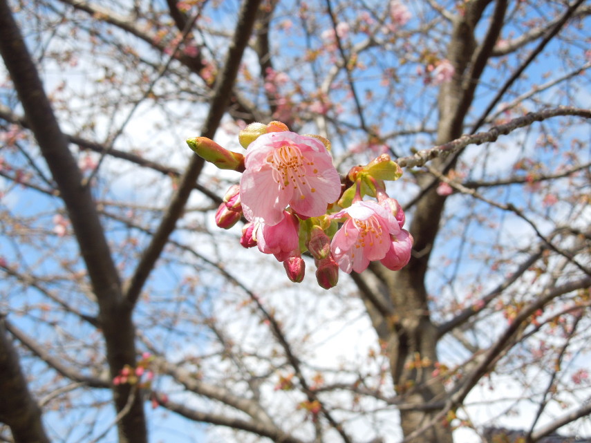 一部咲いてる河津桜 DSCN5548