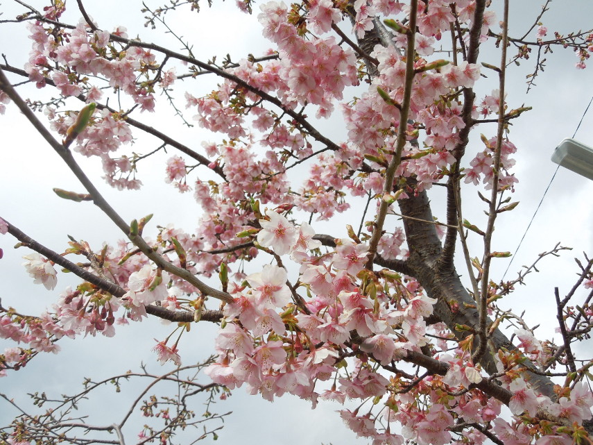 河津桜集合 DSCN5580