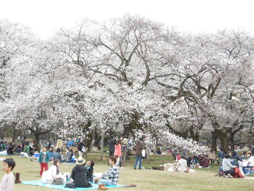 東京たてもの園前の桜風景 DSCN6052