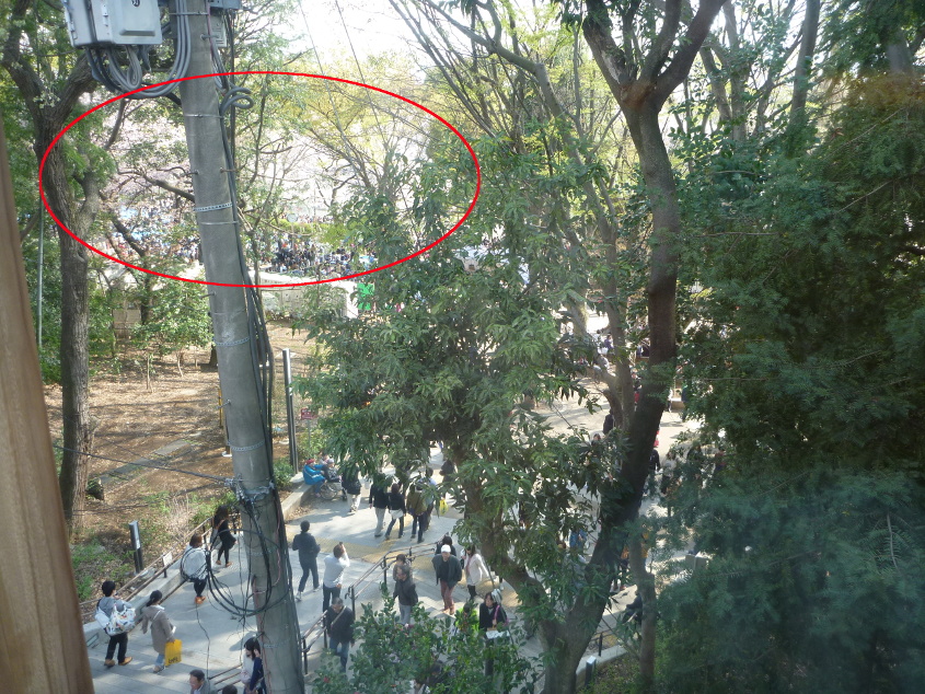 いせや二階から桜はこれぐらいが見える P1010511