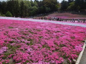 芝桜