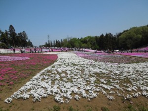 まばらな芝桜