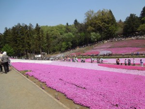 芝桜